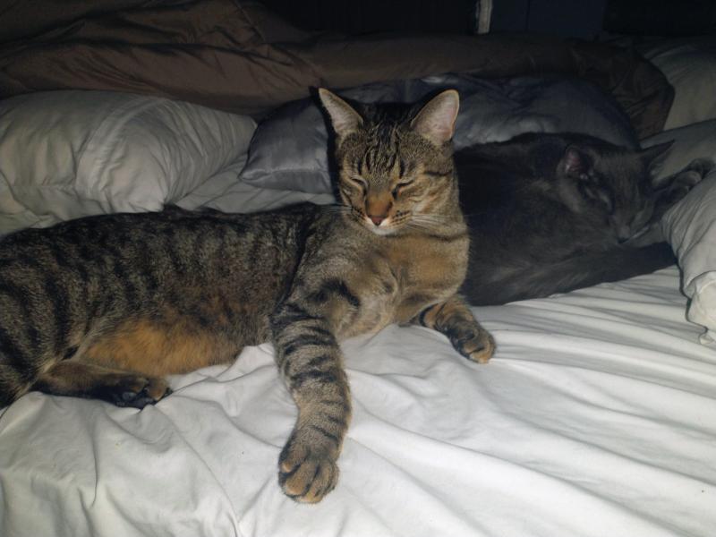 thebugster08 uploaded   143  day/s  ago