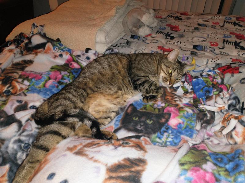 thebugster08 uploaded   122  day/s  ago