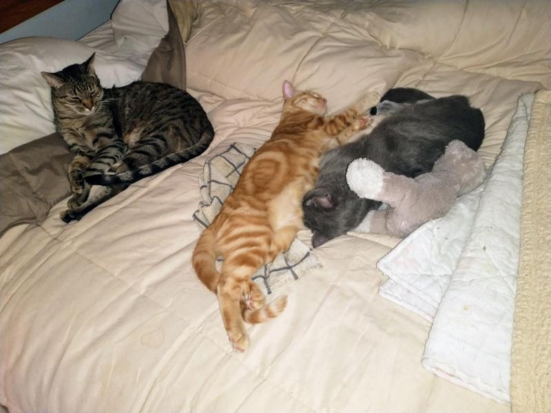 thebugster08 uploaded   1 year/s ago