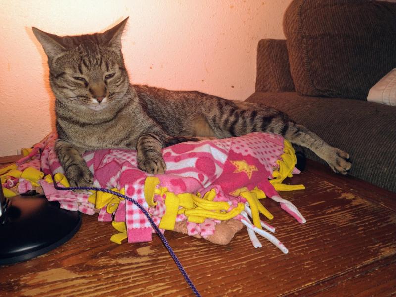 thebugster08 uploaded   351  day/s  ago