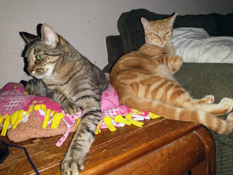 thebugster08 uploaded   358  day/s  ago