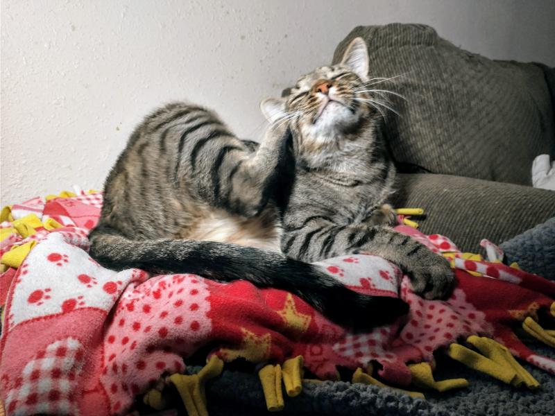 thebugster08 uploaded   309  day/s  ago