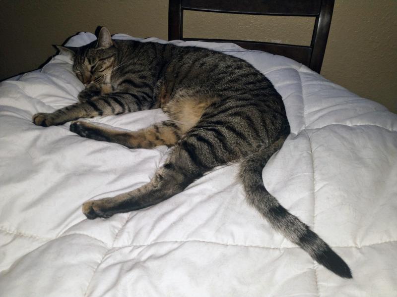 thebugster08 uploaded   280  day/s  ago