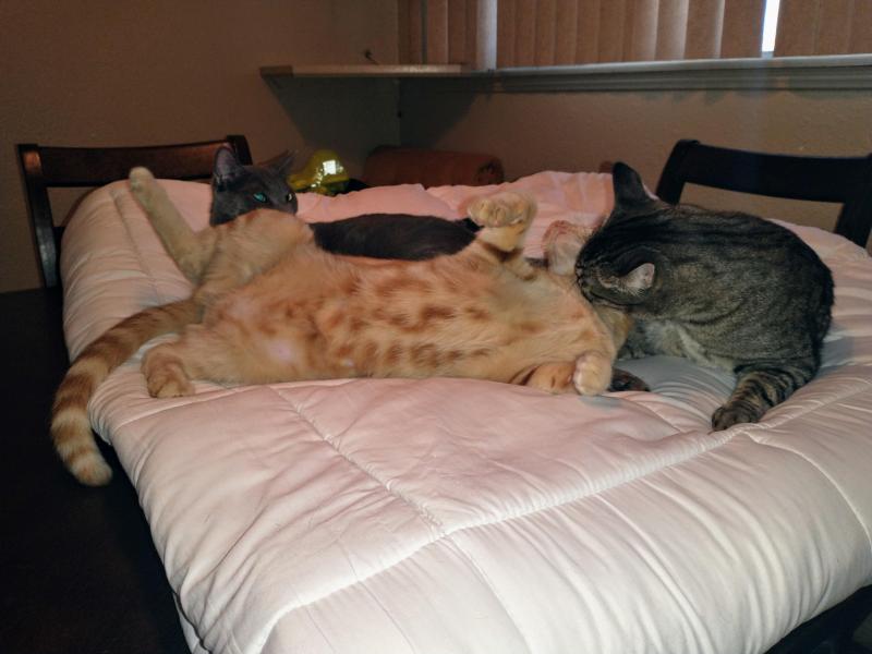 thebugster08 uploaded   294  day/s  ago