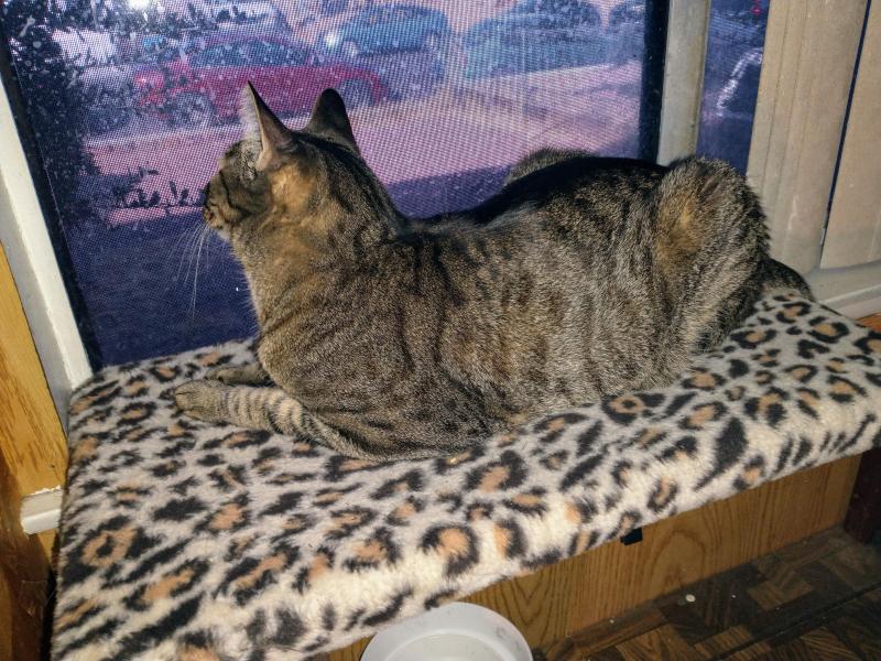 thebugster08 uploaded   252  day/s  ago