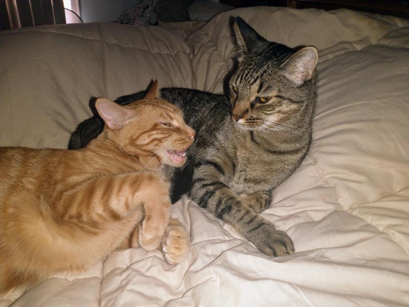 thebugster08 uploaded   266  day/s  ago