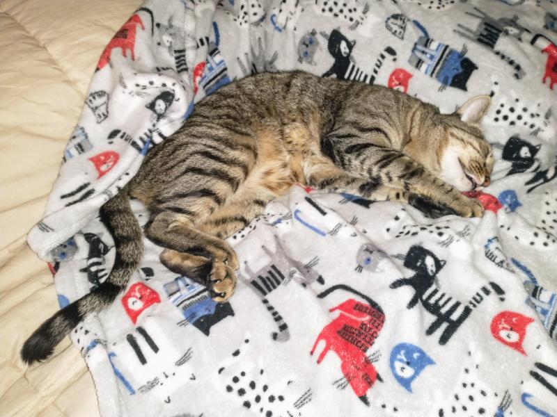 thebugster08 uploaded   236  day/s  ago