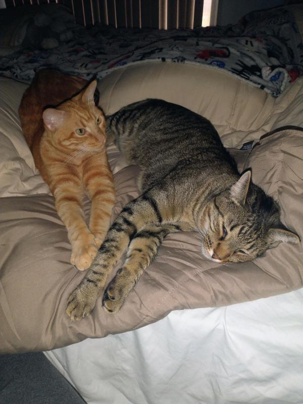 thebugster08 uploaded   207  day/s  ago