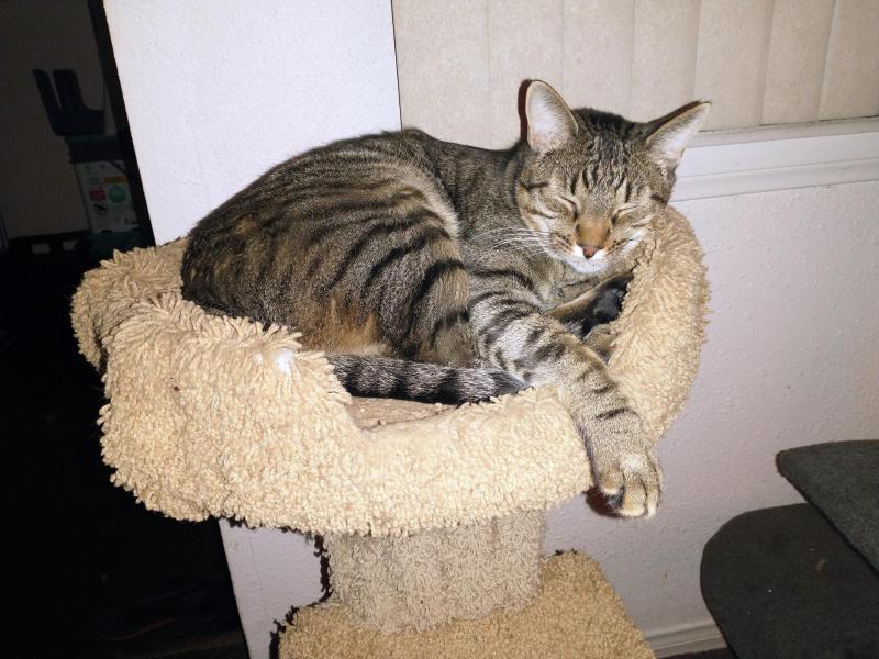 Scooby of the thebugster08 family