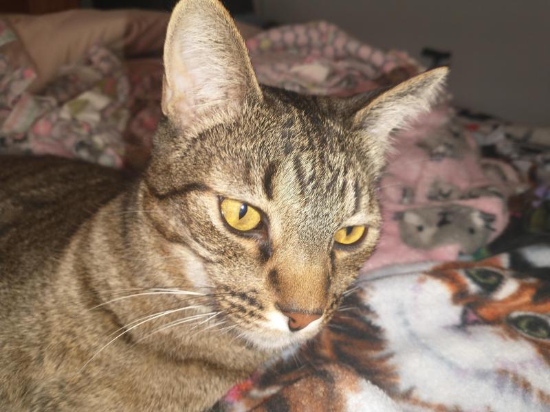 Scooby of the thebugster08 family