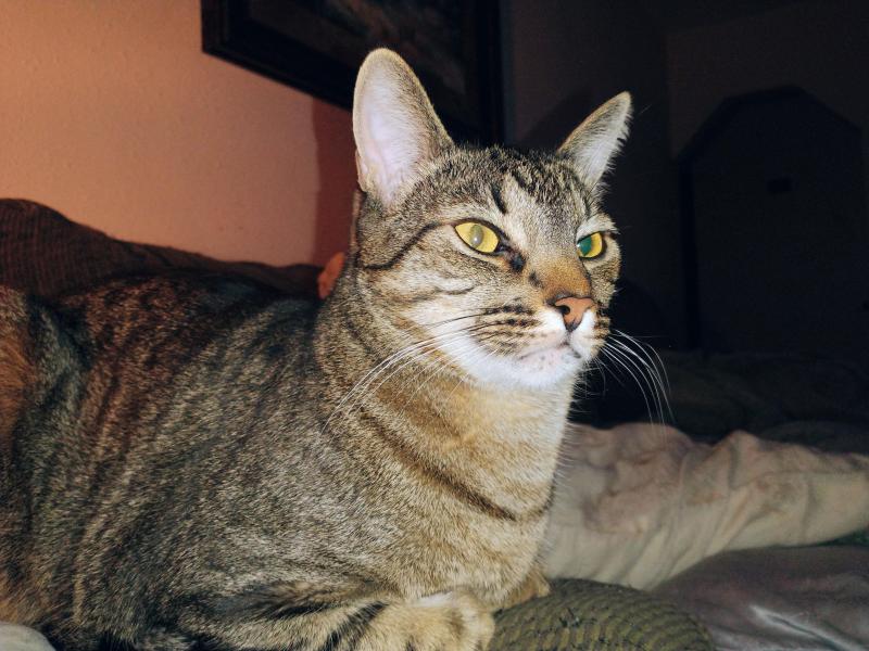 Scooby of the thebugster08 family