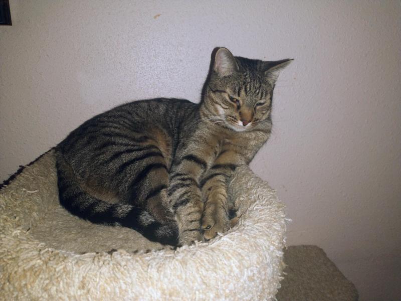 Scooby of the thebugster08 family