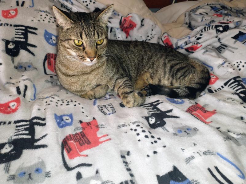 Scooby of the thebugster08 family