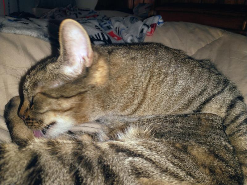 Scooby of the thebugster08 family