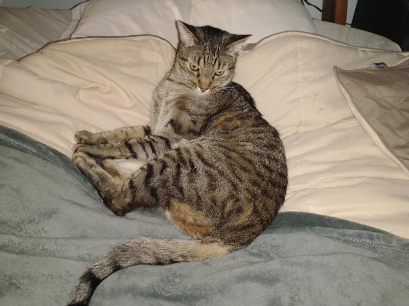 Scooby of the thebugster08 family