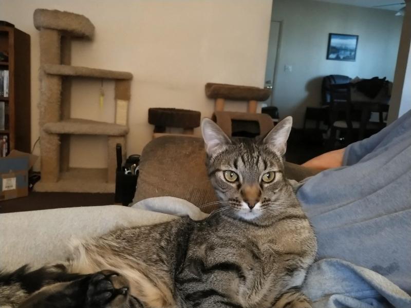 Scooby of the thebugster08 family