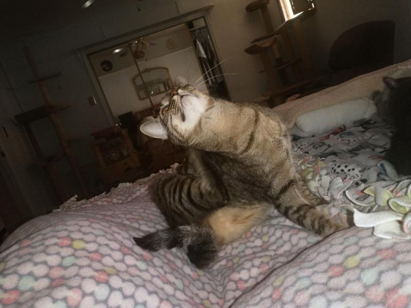 Scooby(thebugster08)