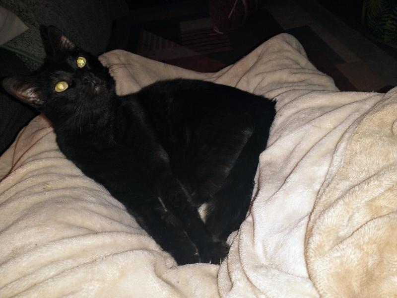 thebugster08 uploaded   344  day/s  ago