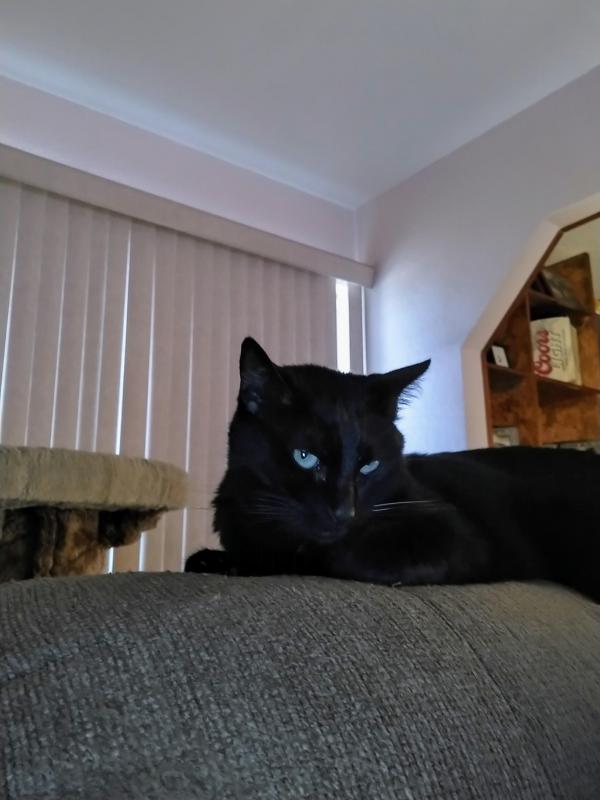 thebugster08 uploaded   323  day/s  ago