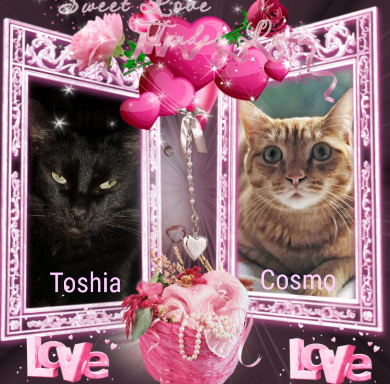 Toshia of the thebugster08 family