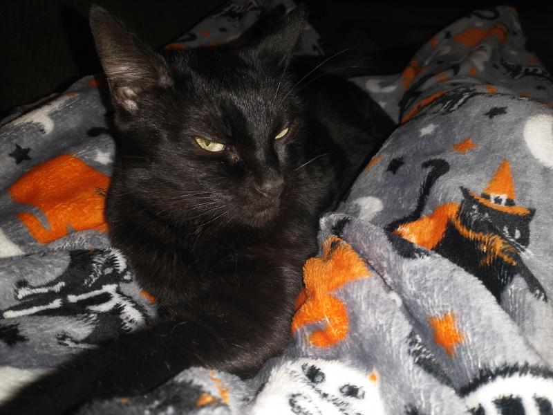 thebugster08 uploaded   193  day/s  ago