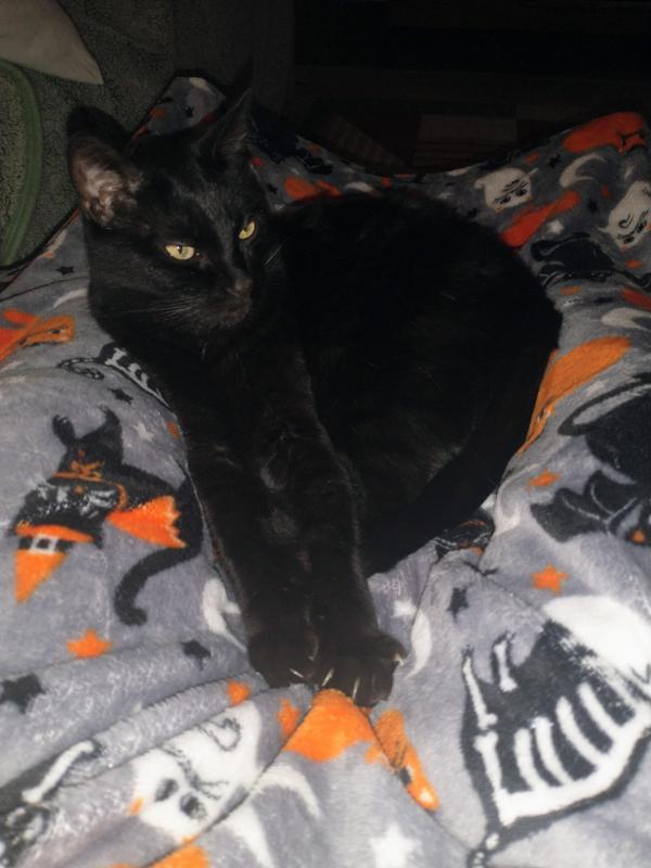 thebugster08 uploaded   186  day/s  ago