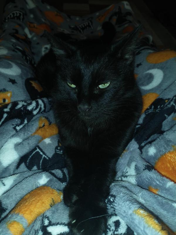 thebugster08 uploaded   179  day/s  ago