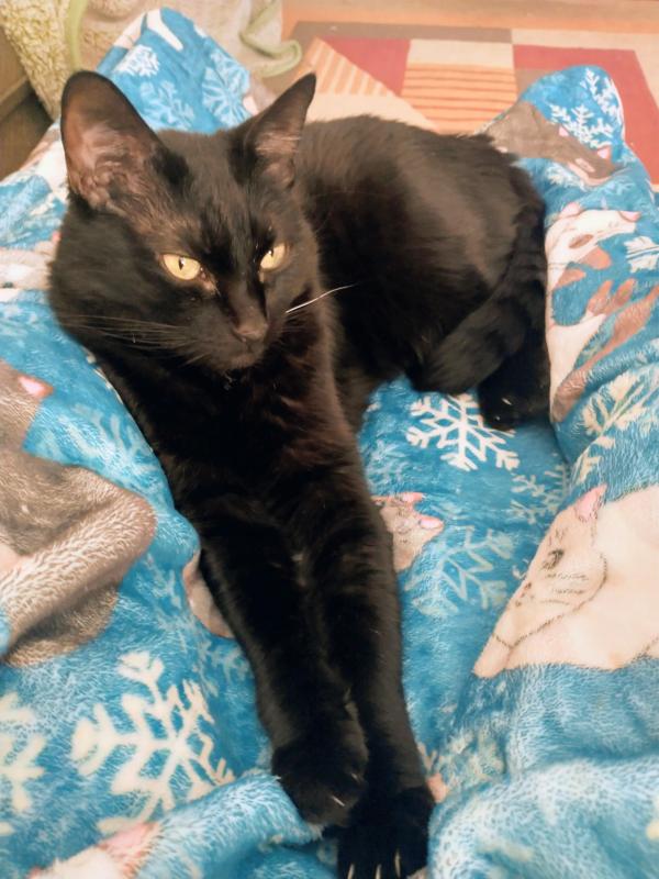 thebugster08 uploaded   200  day/s  ago