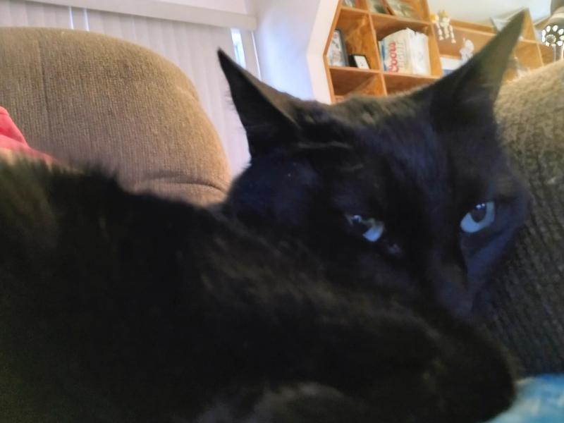 Toshia of the thebugster08 family