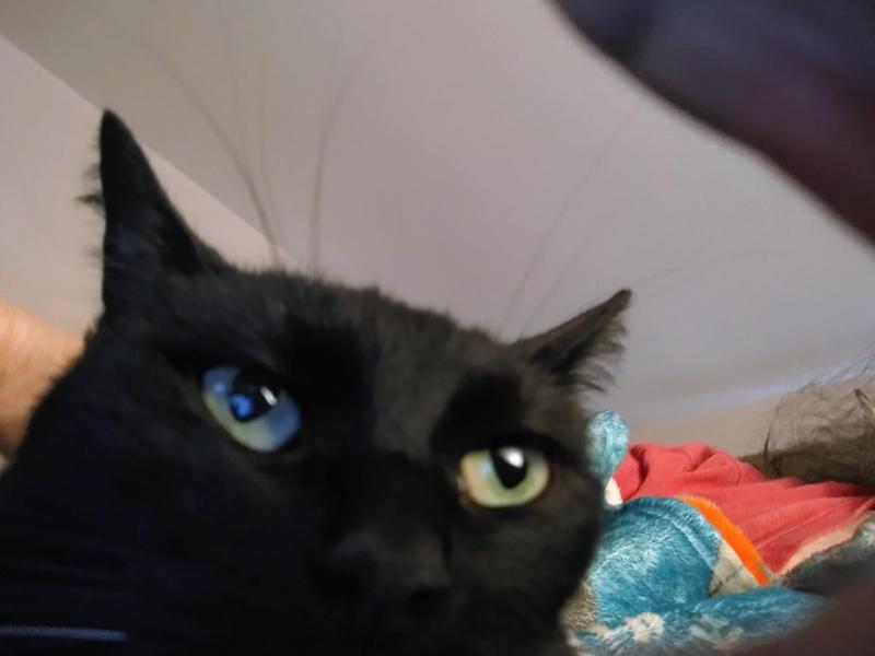 Toshia of the thebugster08 family