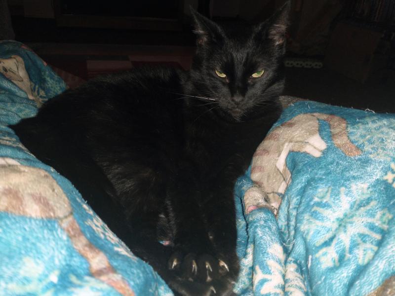 Toshia of the thebugster08 family