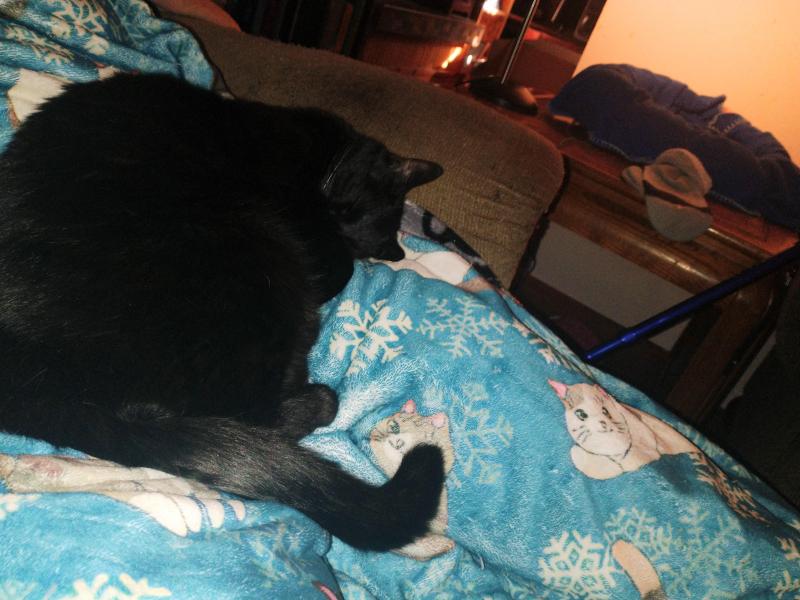 Toshia of the thebugster08 family