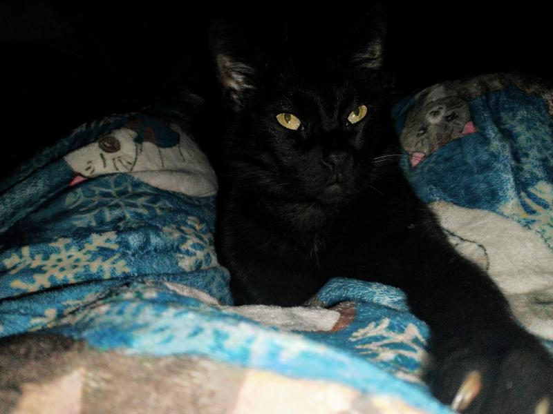 thebugster08 uploaded   259  day/s  ago