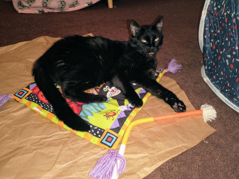 thebugster08 uploaded   252  day/s  ago