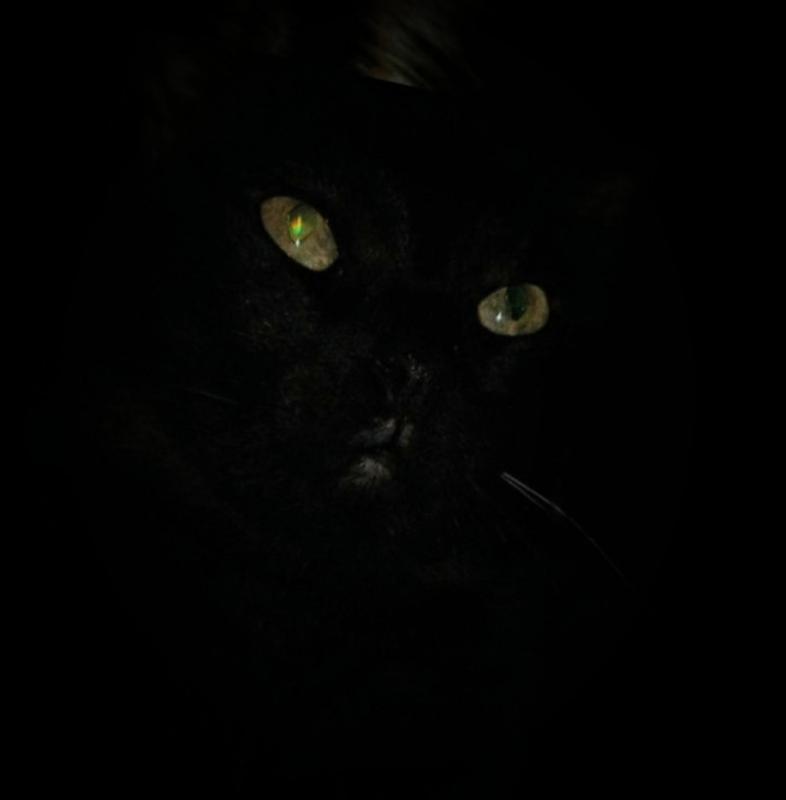 thebugster08 uploaded   252  day/s  ago