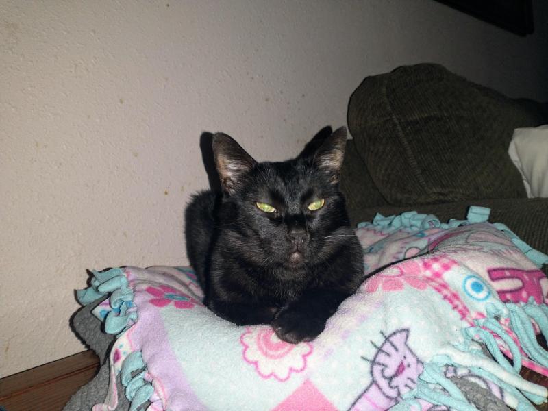 thebugster08 uploaded   243  day/s  ago