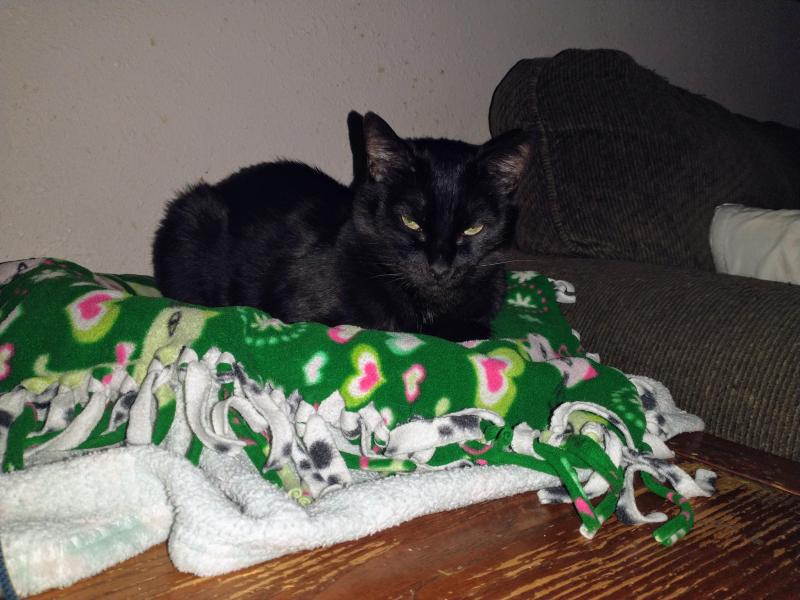 thebugster08 uploaded   236  day/s  ago