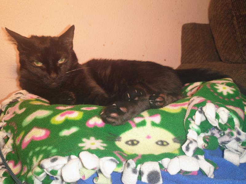 thebugster08 uploaded   214  day/s  ago