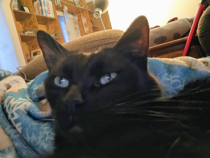 Toshia of the thebugster08 family