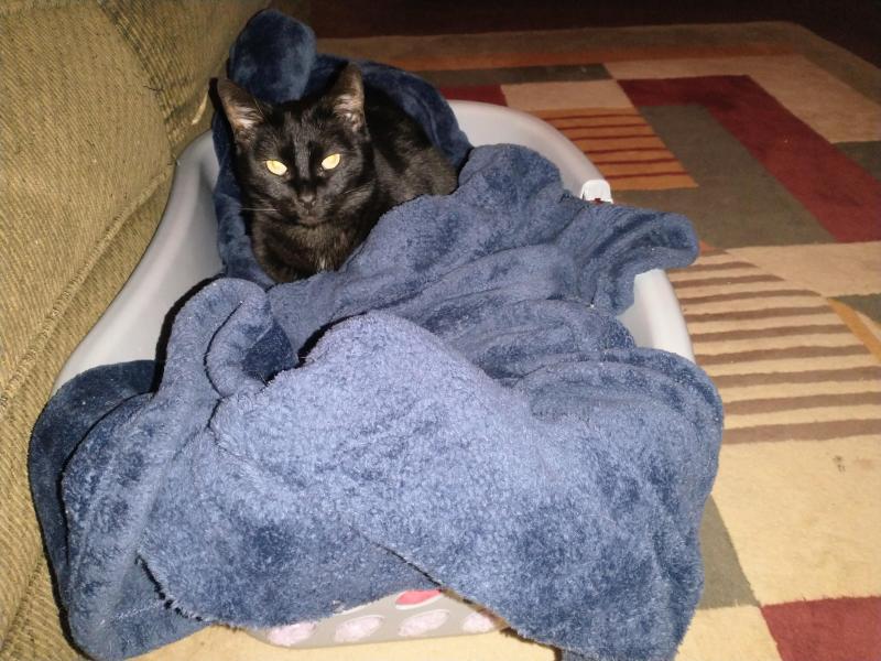 Toshia of the thebugster08 family