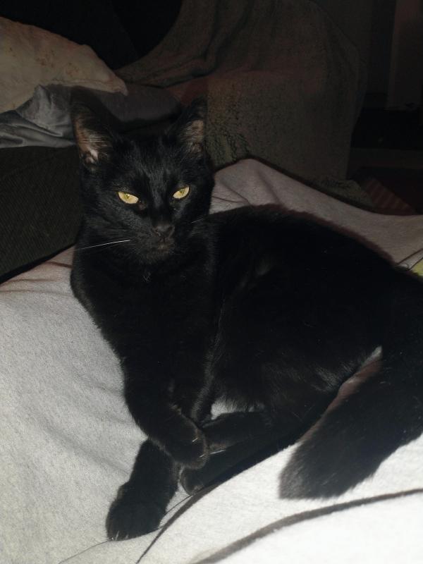 Toshia of the thebugster08 family