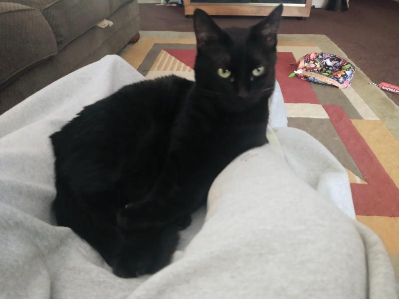 Toshia of the thebugster08 family