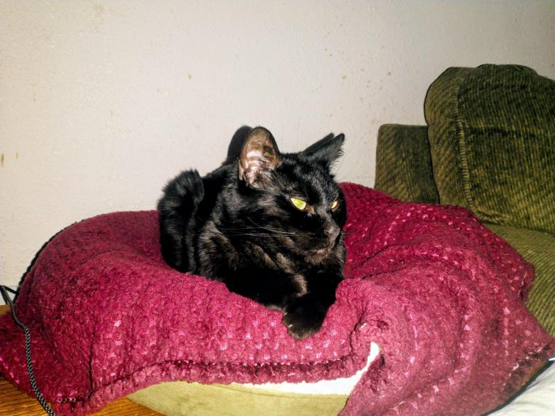 Toshia of the thebugster08 family