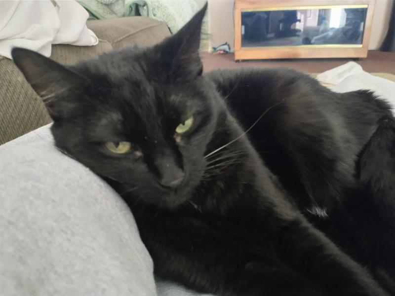 Toshia of the thebugster08 family