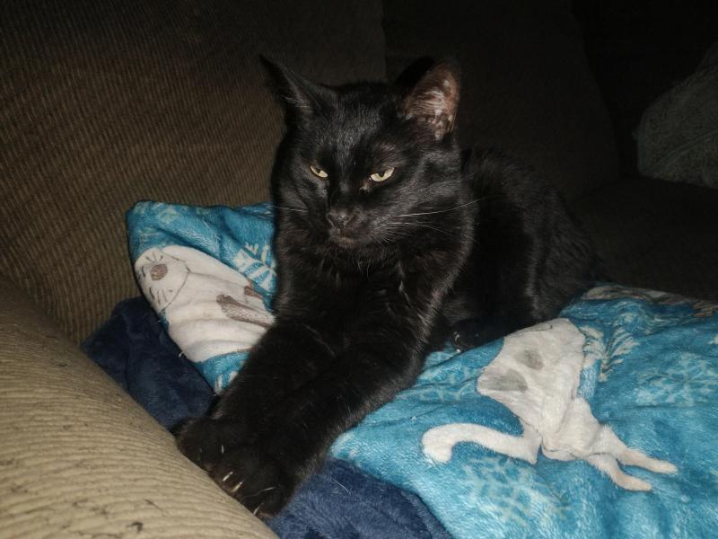 Toshia of the thebugster08 family