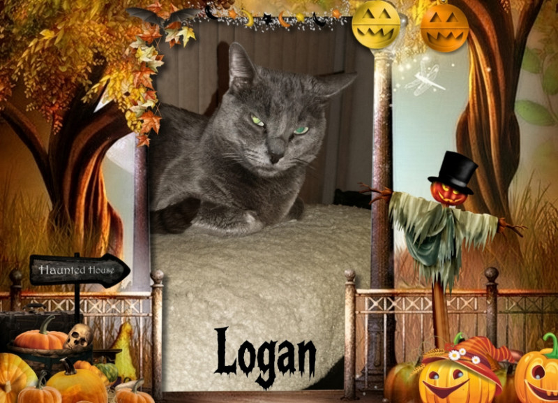 Logan of the thebugster08 family