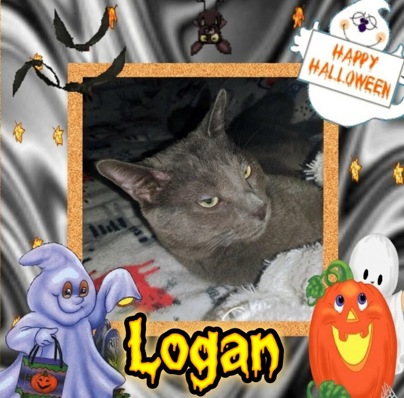 Logan of the thebugster08 family