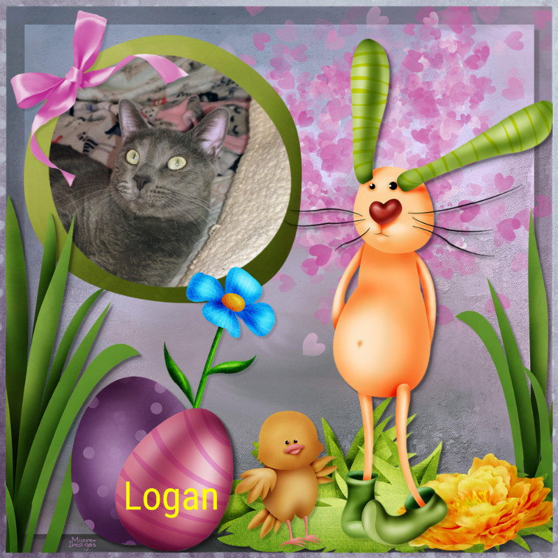 Logan of the thebugster08 family