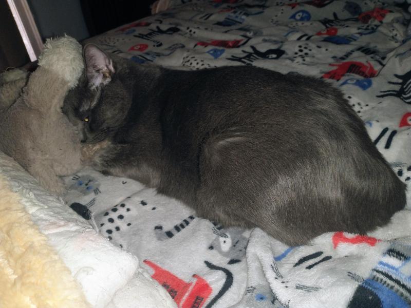 thebugster08 uploaded   193  day/s  ago