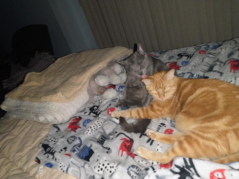 thebugster08 uploaded   186  day/s  ago